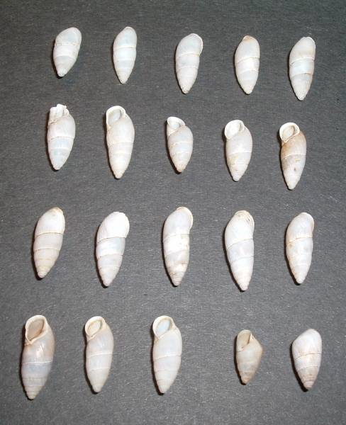 Moluscos terrestres de Creta
